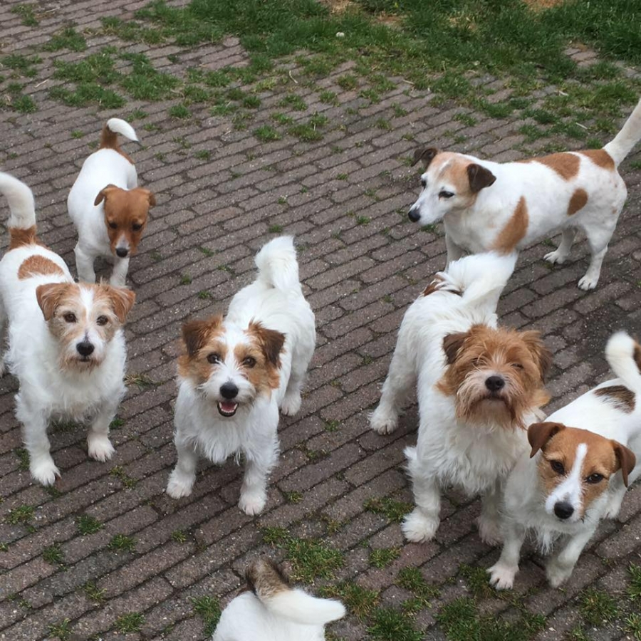 beest Signaal voor Van Berkeloord | Jack Russell Terriërs | Amstelveen | Pups